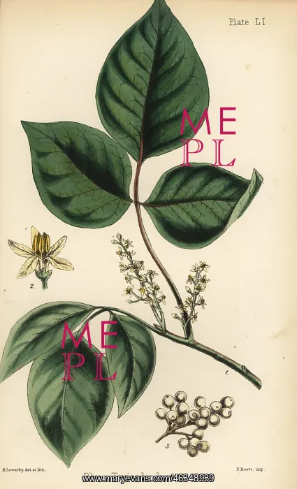 : Atlantic poison oak, Toxicodendron pubescens : Atlantic poison oak, Toxicodendron pubescens