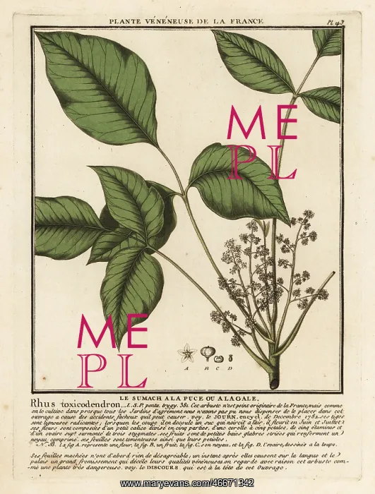 : Atlantic poison oak, Toxicodendron pubescens : Atlantic poison oak, Toxicodendron pubescens