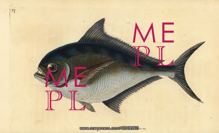 : Atlantic pomfret, Brama brama : Atlantic pomfret, Brama brama