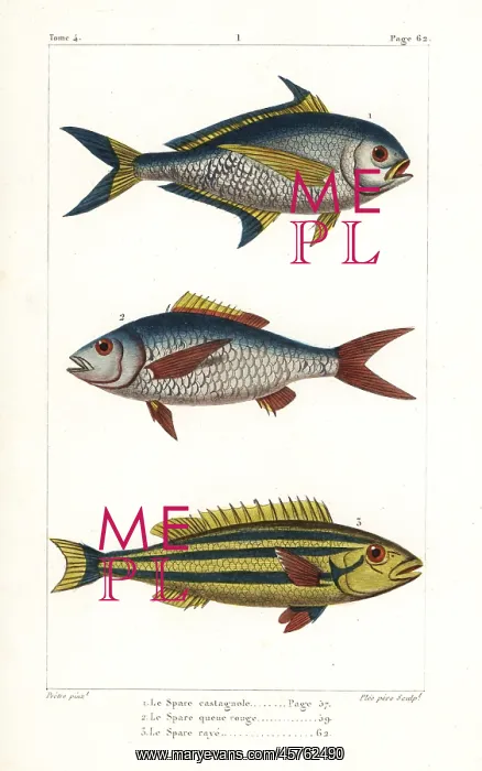 : Atlantic pomfret, deep-bodied mojarra and : Atlantic pomfret, deep-bodied mojarra and