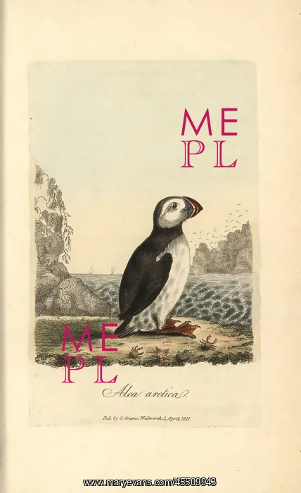 : Atlantic puffin, Alca arctica : Atlantic puffin, Alca arctica