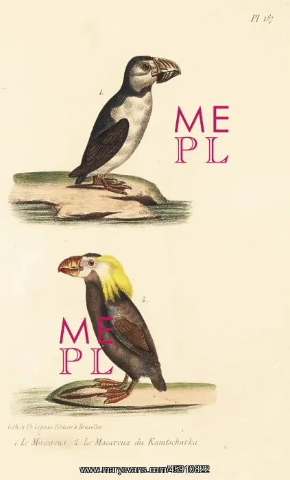: Atlantic puffin and tufted puffin : Atlantic puffin and tufted puffin