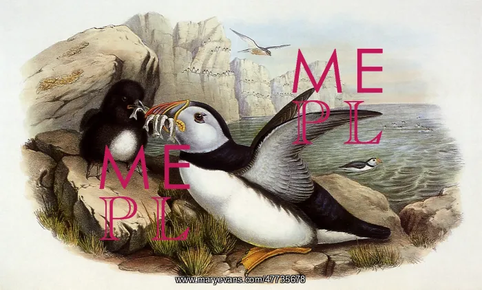 : Atlantic Puffins, Fratercula arctica : Atlantic Puffins, Fratercula arctica