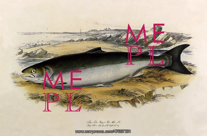 : Atlantic Salmon : Atlantic Salmon