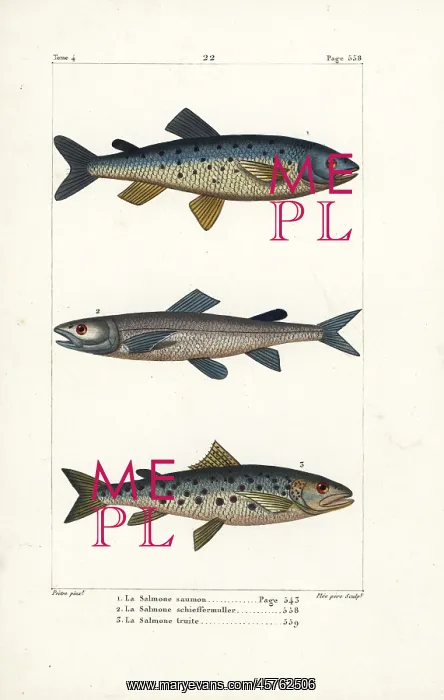 : Atlantic salmon, extinct silver salmon and sea trout : Atlantic salmon, extinct silver salmon and sea trout