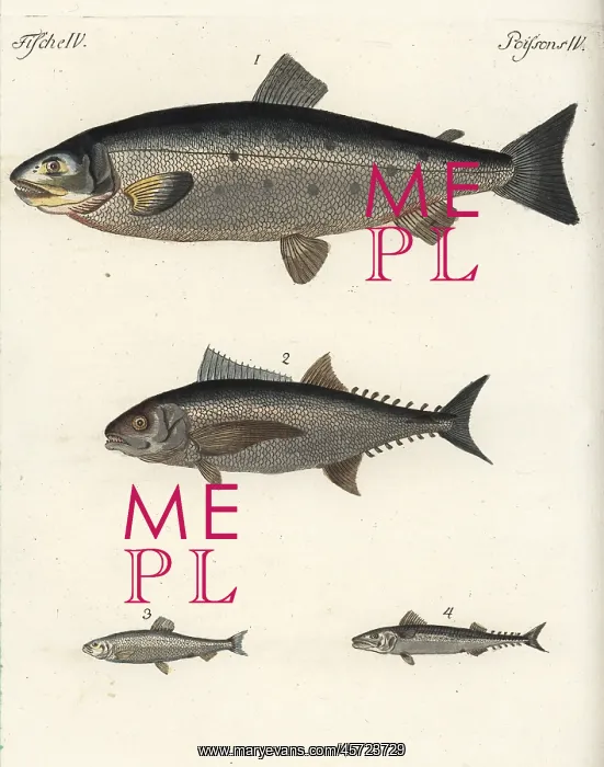 : Atlantic salmon, tuna, herring and mackerel : Atlantic salmon, tuna, herring and mackerel