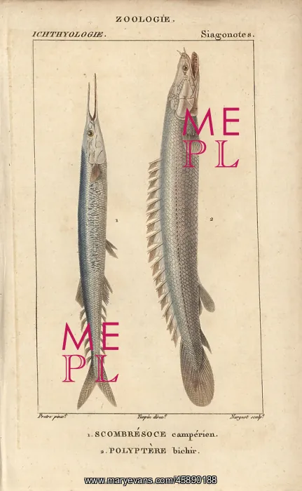 : Atlantic saury, Scomberesox saurus, and Nile : Atlantic saury, Scomberesox saurus, and Nile