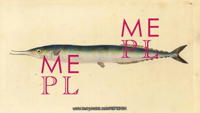 : Atlantic saury, Scomberesox saurus saurus : Atlantic saury, Scomberesox saurus saurus