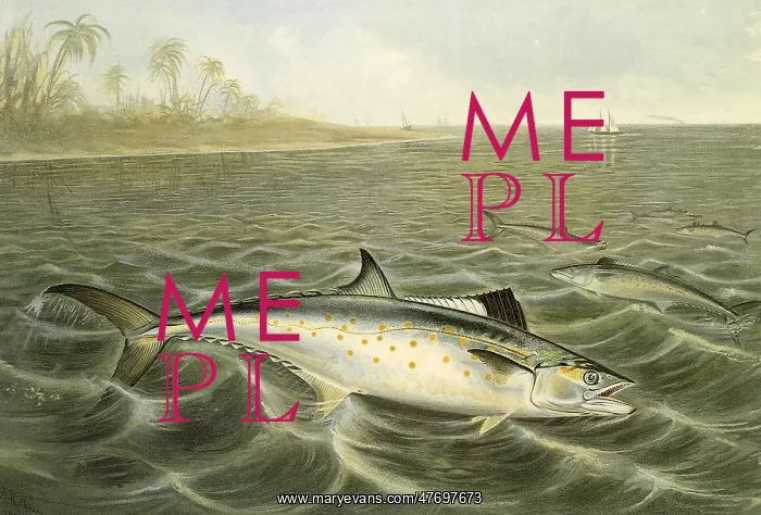 : Atlantic Spanish Mackerel