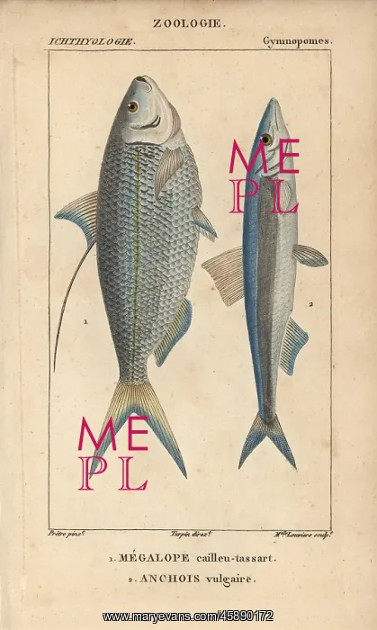 : Atlantic thread herring, Opisthonema oglinum : Atlantic thread herring, Opisthonema oglinum