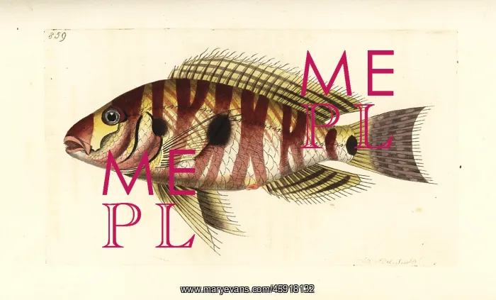 : Atlantic tripletail, Lobotes surinamensis : Atlantic tripletail, Lobotes surinamensis
