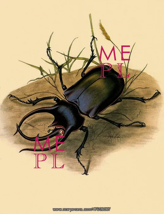  : Atlas Beetle