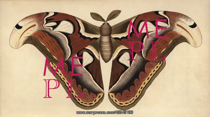 : Atlas moth, Attacus atlas : Atlas moth, Attacus atlas