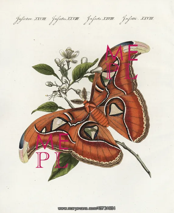 : Atlas moth, Attacus atlas : Atlas moth, Attacus atlas