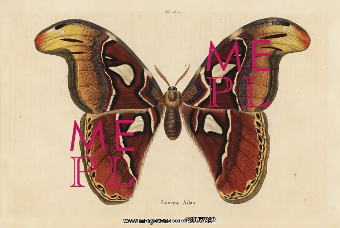  : Atlas moth, Attacus atlas