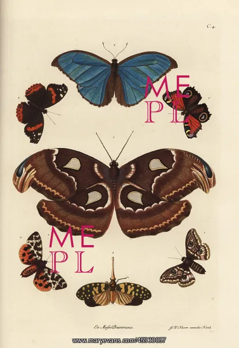 : Atlas moth, blue morpho, lanternfly, and European : Atlas moth, blue morpho, lanternfly, and European