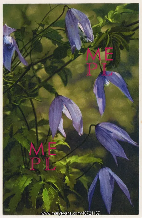  : Atragene (Clematis)