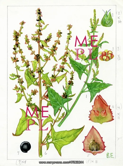 : Atriplex hastata - spear-leaved orache : Atriplex hastata - spear-leaved orache