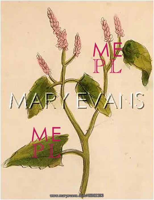  : ATRIPLEX HORTENSIS