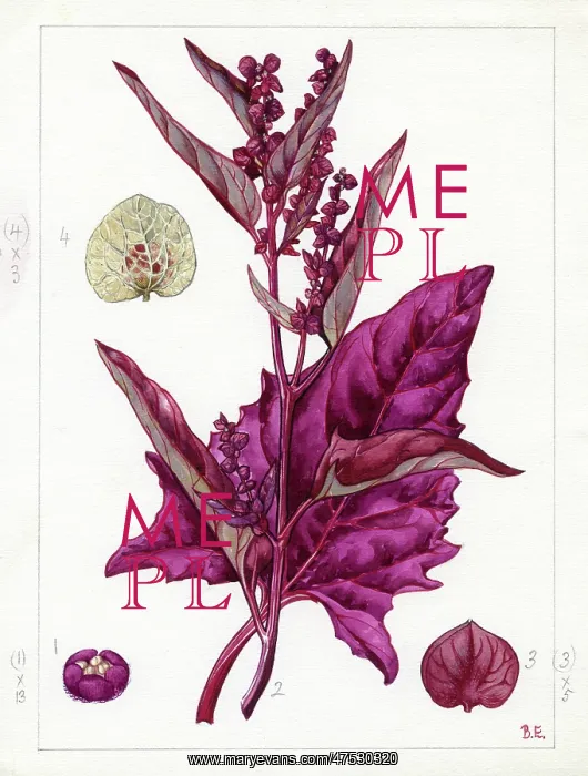 : Atriplex hortensis - Red Mountain Spinach : Atriplex hortensis - Red Mountain Spinach