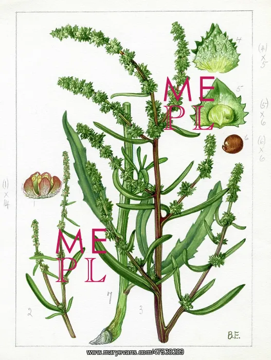 : Atriplex littoralis - grassleaf orache : Atriplex littoralis - grassleaf orache