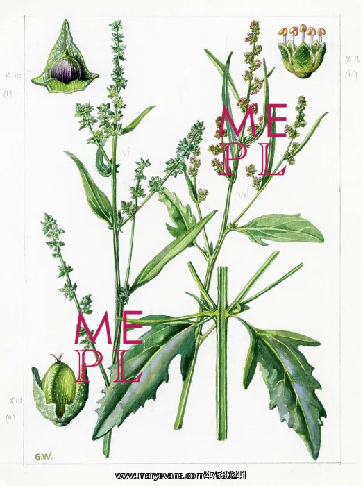 : Atriplex patula - common orache : Atriplex patula - common orache