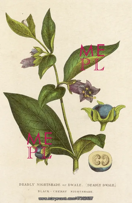 : ATROPA BELLADONNA : ATROPA BELLADONNA