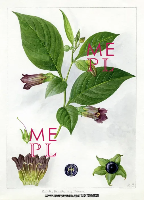 : Atropa belladonna - deadly nightshade : Atropa belladonna - deadly nightshade
