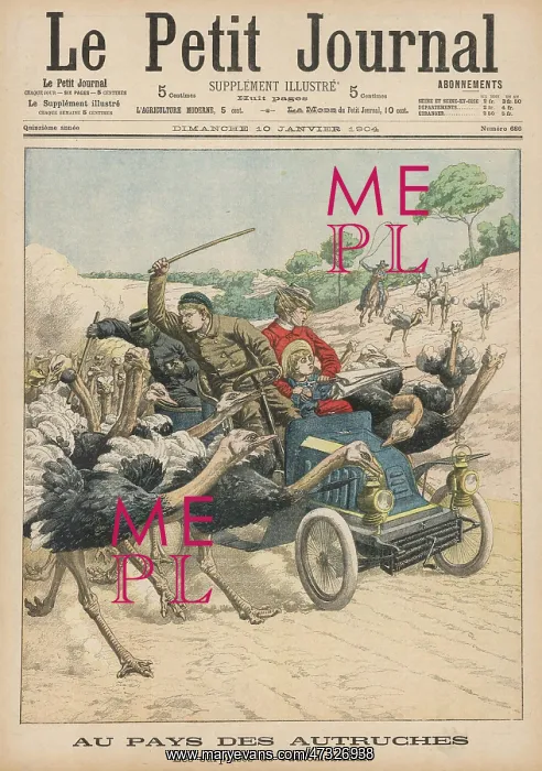 : ATTACKED BY OSTRICHES : ATTACKED BY OSTRICHES