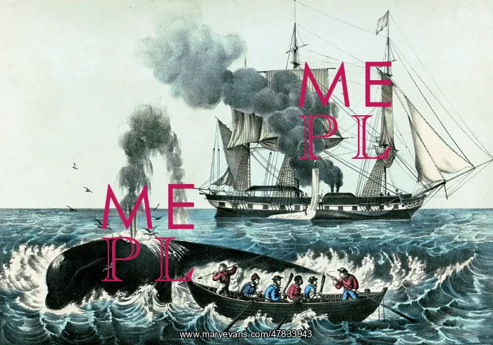: Attacking Right Whale, 19th Century : Attacking Right Whale, 19th Century