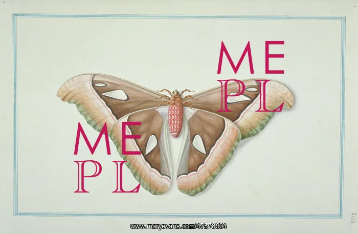 : Attacus atlas, atlas moth : Attacus atlas, atlas moth