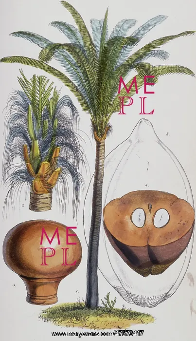 : Attalea funifera C. Martius ex Sprengel, bahia piassaba palm : Attalea funifera C. Martius ex Sprengel, bahia piassaba palm