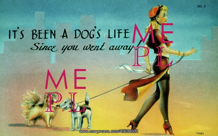 : Attractive woman walking two dogs : Attractive woman walking two dogs