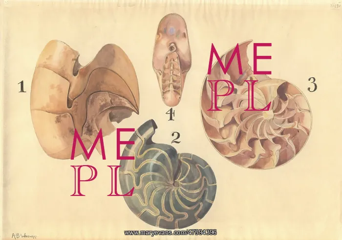: Aturia sp. nautilus : Aturia sp. nautilus