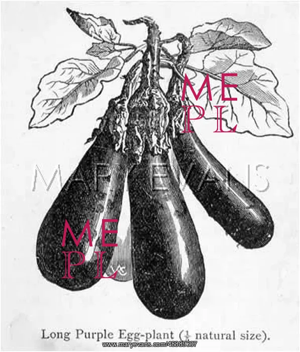  : AUBERGINE ON STALK