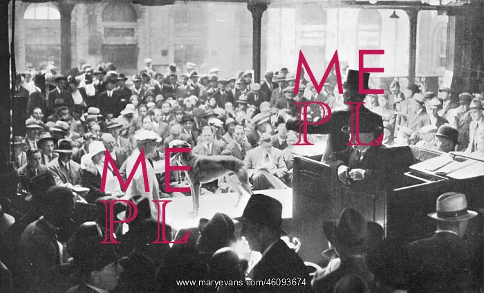: Auction of famous greyhounds : Auction of famous greyhounds