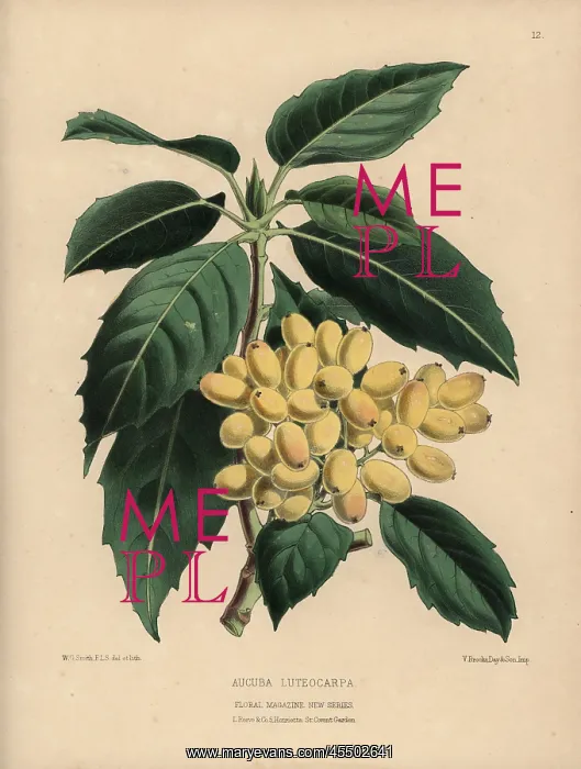 : Aucuba luteocarpa with many pale gold berries : Aucuba luteocarpa with many pale gold berries