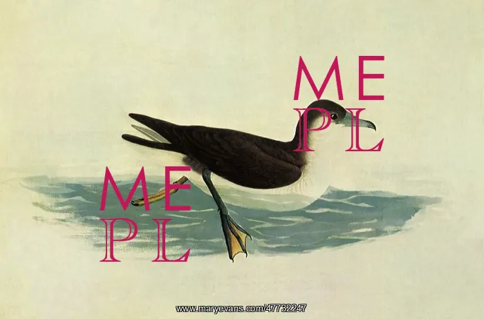  : Audubon's Shearwater