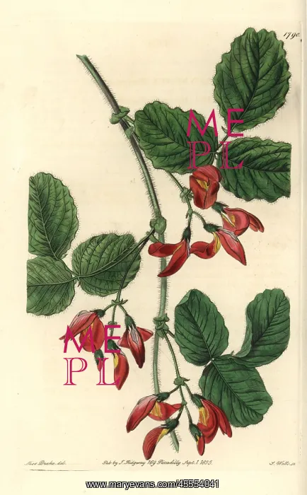 : Augusta kennedia, Kennedia macrophylla Endangered : Augusta kennedia, Kennedia macrophylla Endangered