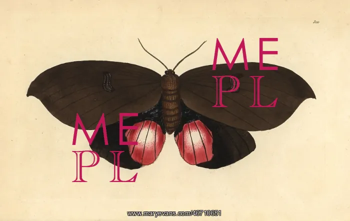 : Augusta moth, Phalaena augusta : Augusta moth, Phalaena augusta
