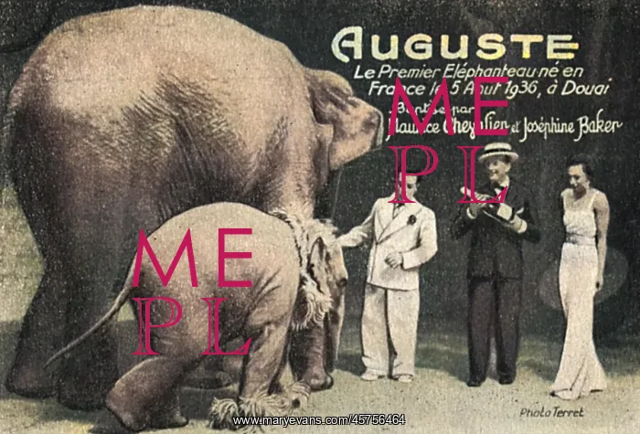 : Auguste, the First Elephant ever born in France : Auguste, the First Elephant ever born in France