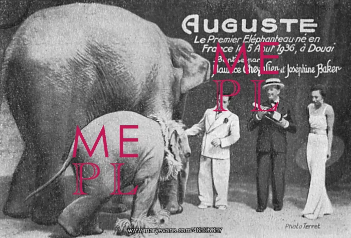 : Auguste, the First Elephant ever born in France : Auguste, the First Elephant ever born in France