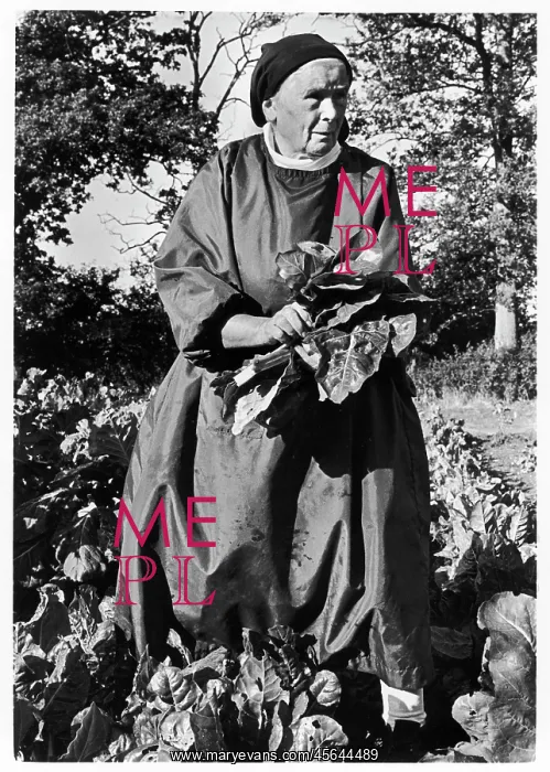 : Augustinian nun picking spinach, Sayers Common : Augustinian nun picking spinach, Sayers Common