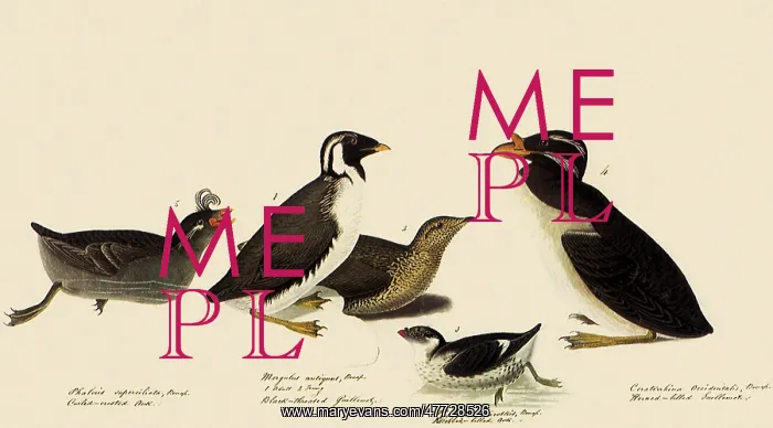 : Auklets and Murrelets : Auklets and Murrelets