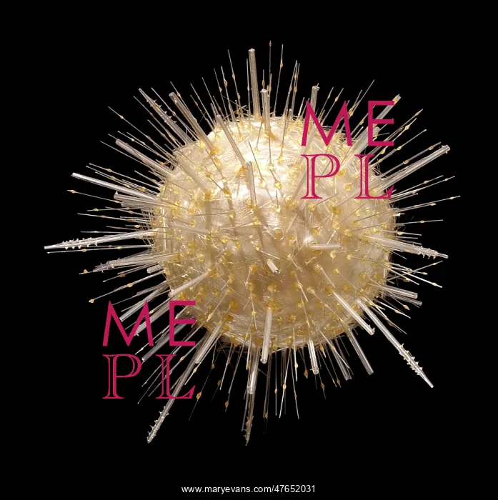 : Aulacantha scolymantha, radiolarian : Aulacantha scolymantha, radiolarian
