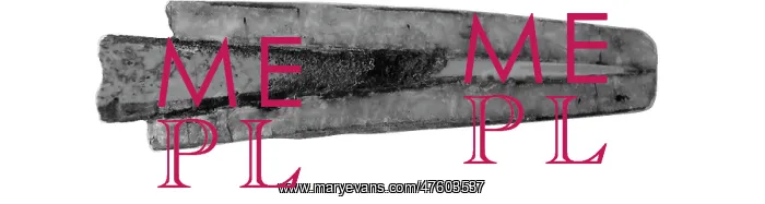 : Aulacoceras sulcatum, belemnite : Aulacoceras sulcatum, belemnite