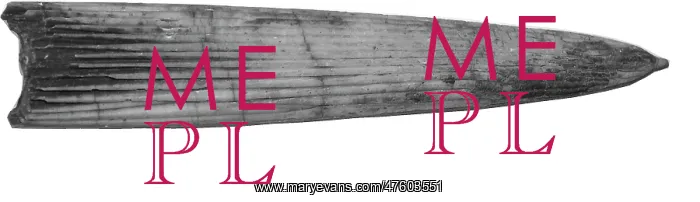 : Aulacoceras sulcatum, belemnite : Aulacoceras sulcatum, belemnite