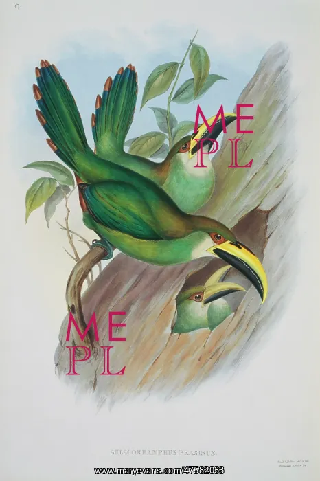 : Aulacorhamphus prasinus, emerald toucanet : Aulacorhamphus prasinus, emerald toucanet