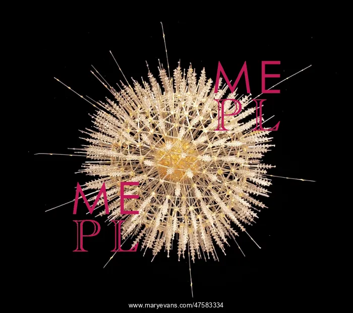 : Aulosphaera elegantissima, radiolarian : Aulosphaera elegantissima, radiolarian