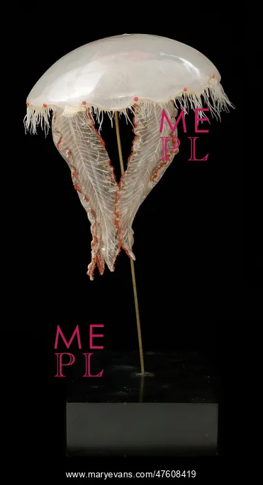 : Aurelia aurita, jellyfish : Aurelia aurita, jellyfish